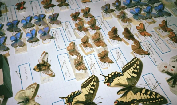 PROVENCE The Butterfly Effect