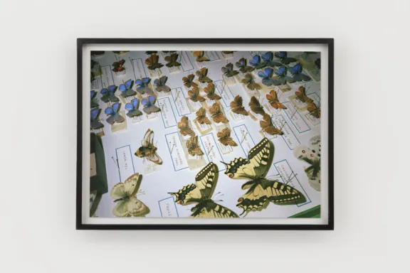 PROVENCE The Butterfly Effect