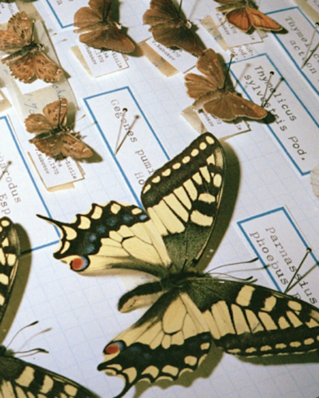 PROVENCE The Butterfly Effect