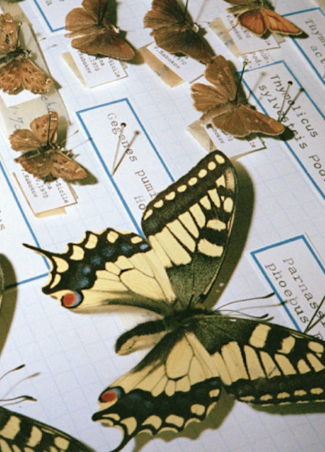 PROVENCE The Butterfly Effect